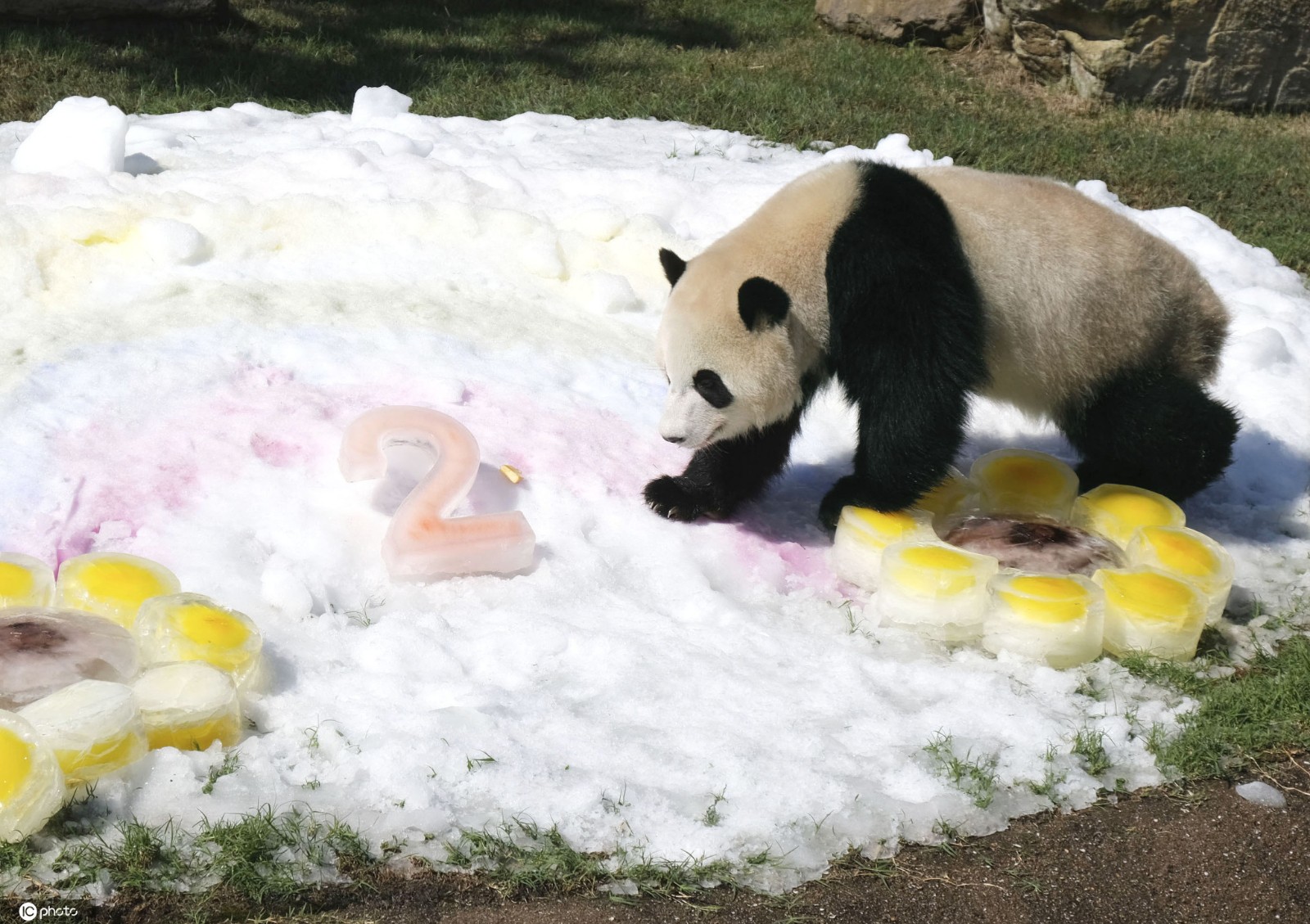 旅日大熊猫“彩浜”迎新年！与2021字样冰块合影